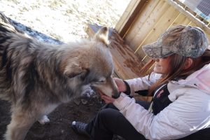 Photo Feeding Wolf Dogs 