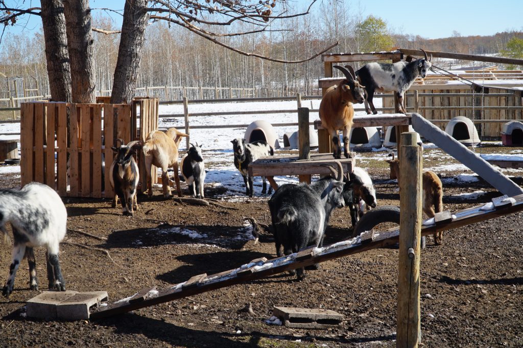 Photos of Yamnaksa Wolfdog Sanctuary