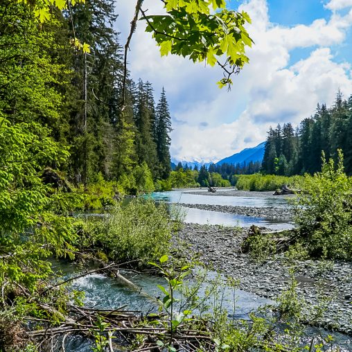 View of the Hoh Rainforest Trail