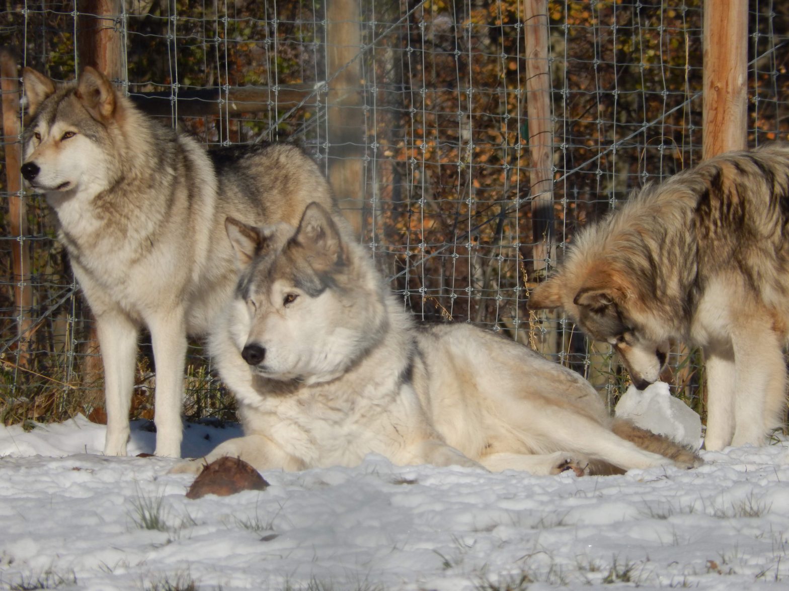 Viewing Wolfdogs in their habitat