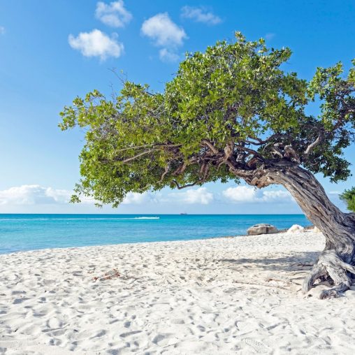 View of Aruba Beach and the divi-divi tree