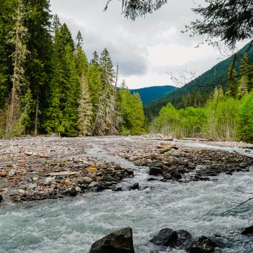 Views of a river running through the Mt. Rainier National Park